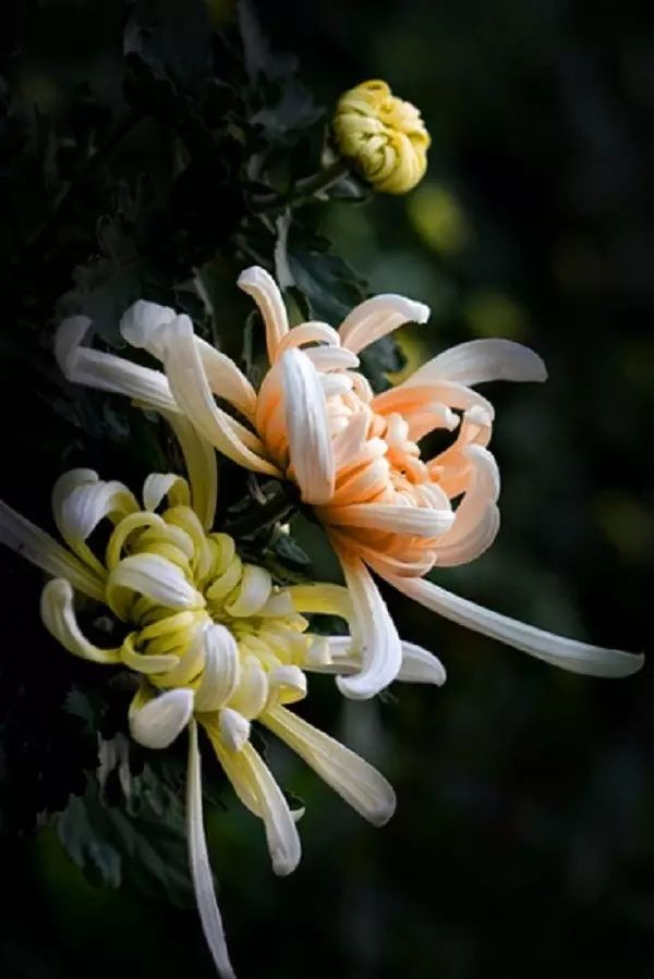 中国十大名花排行榜及图片,中国十大名花明细