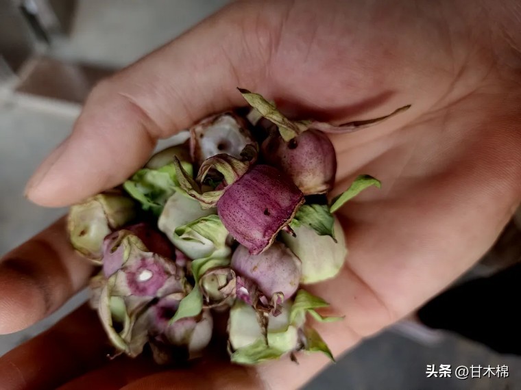 这种野果很清甜，它的根茎还是上好的煲汤辅料，可惜很多人不认识