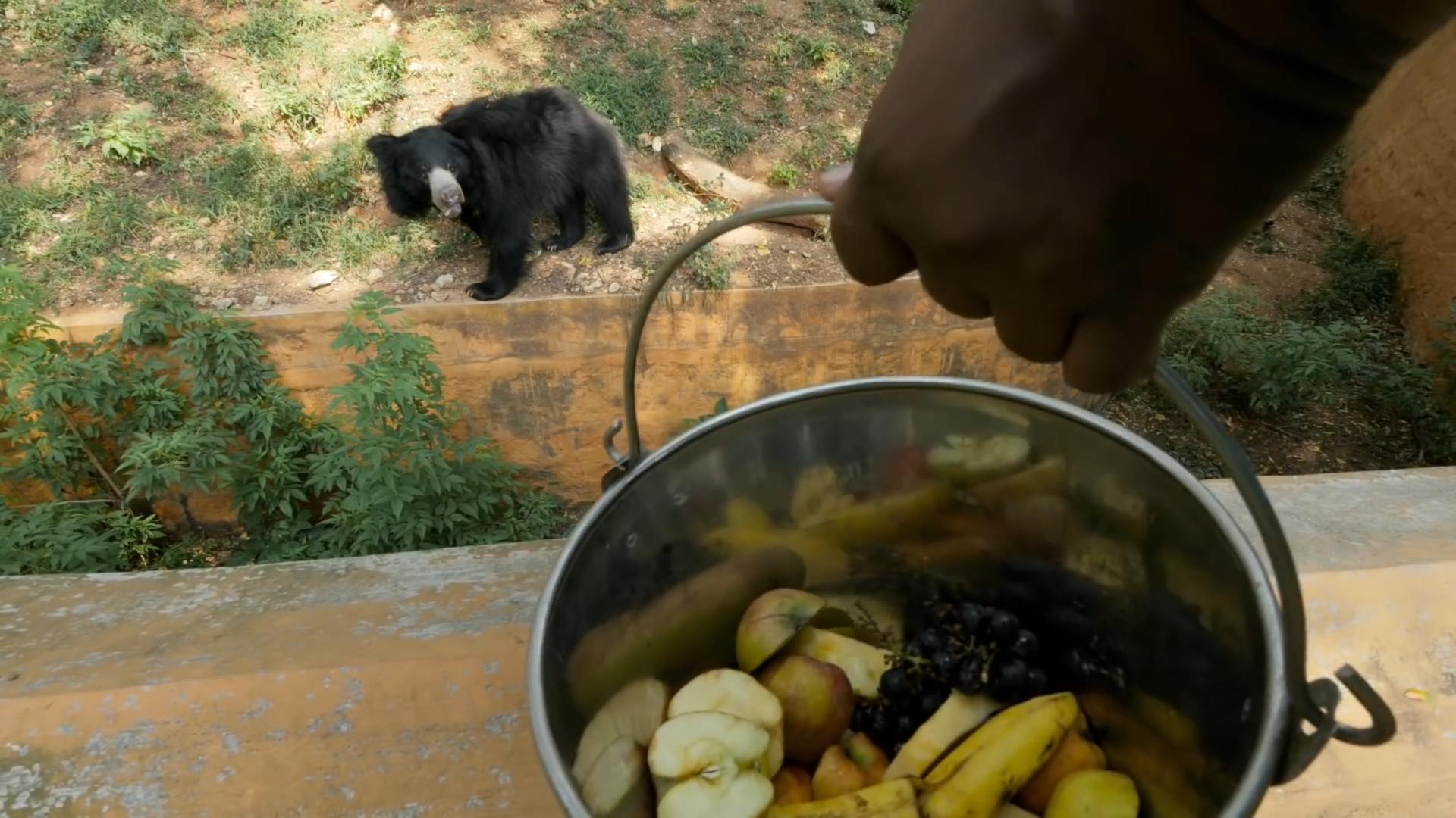 熊猫因为太能吃，1年花费400万，竟然被别国“退货”？