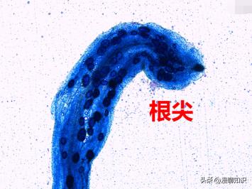 丛枝菌根真菌介绍,丛枝菌根对植物的影响