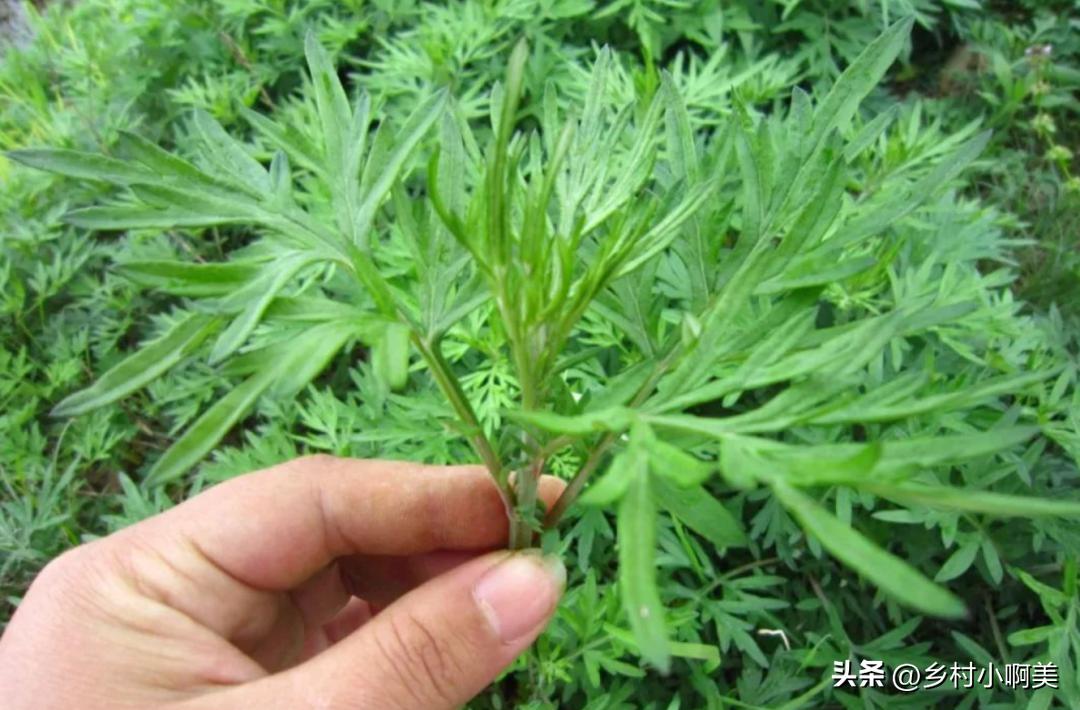 端午哪几种草煮水洗澡,端午采哪些草煮水洗澡