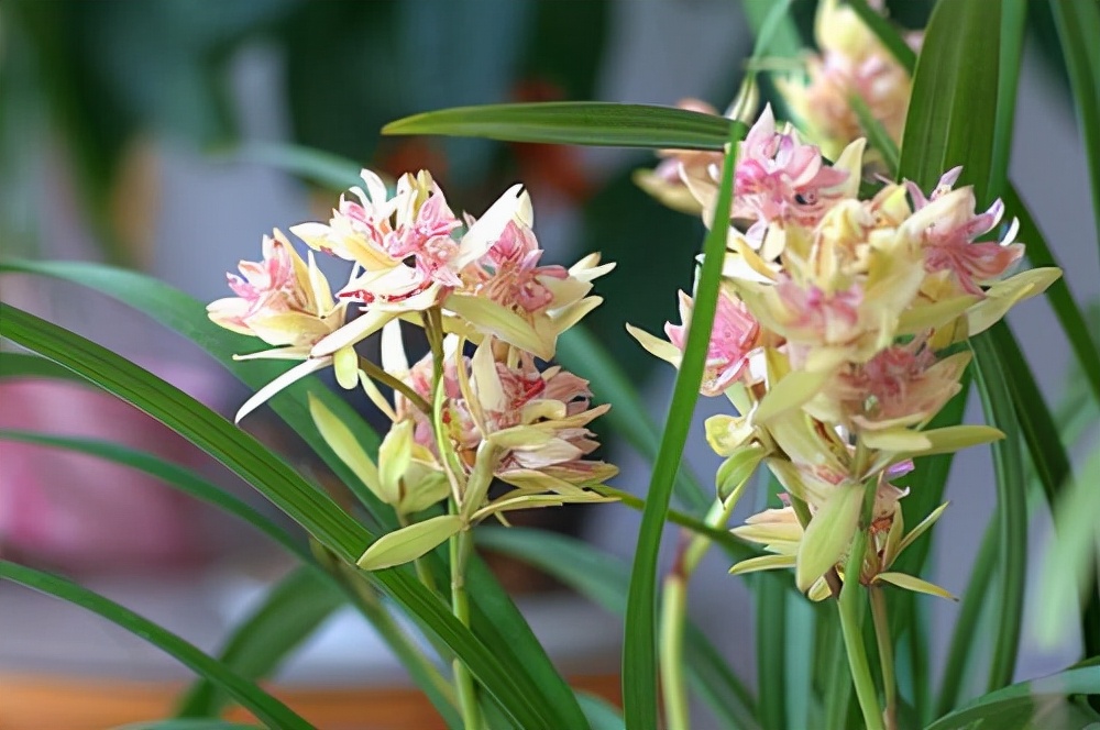 富山奇蝶兰花新老品种,富山奇蝶兰花带红花苞