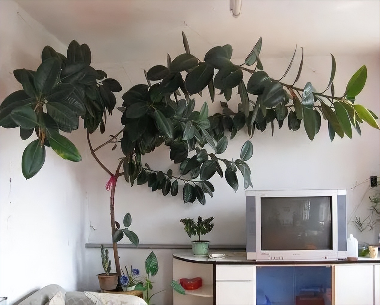 家里好养的绿植最新最流行的,家里好养的绿植推荐