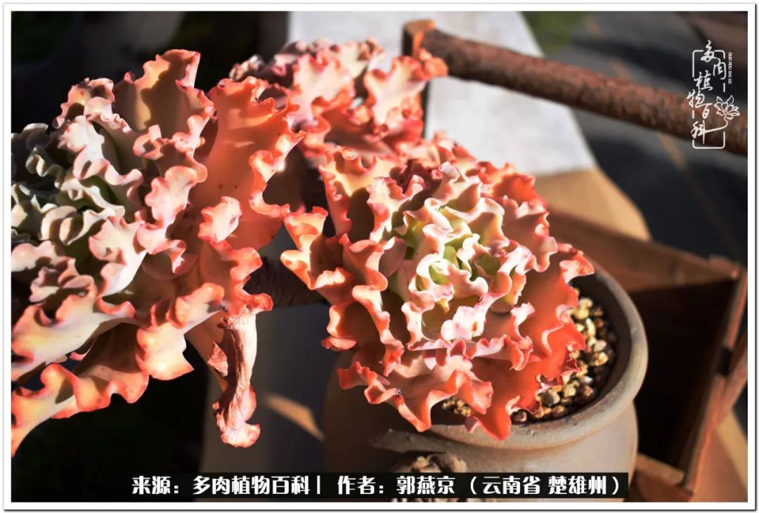 小院的多肉陪我度过春夏秋冬,好度夏又好过冬的多肉