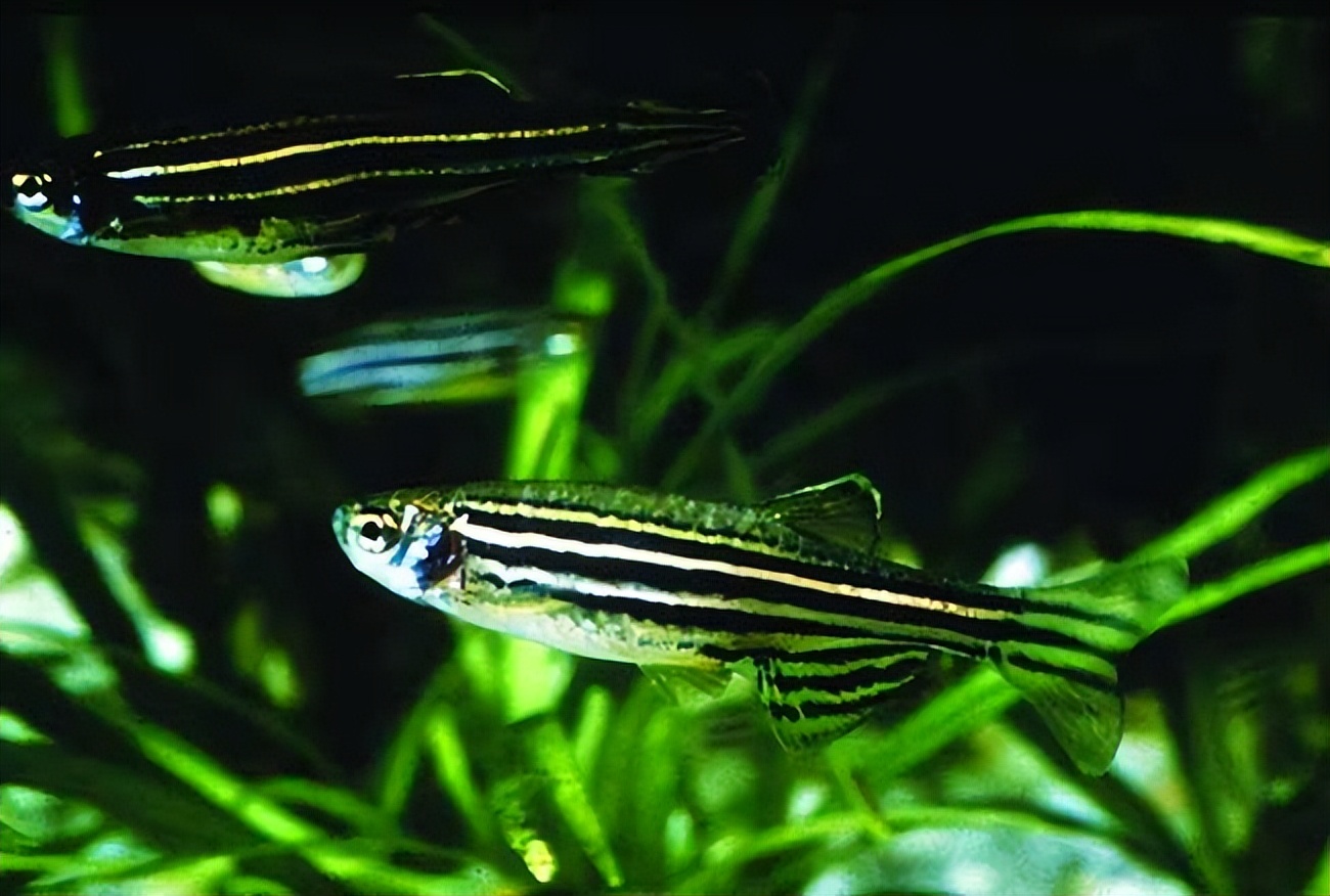 斑马鱼如何养新手入门必知,斑马鱼怎么养最好吃