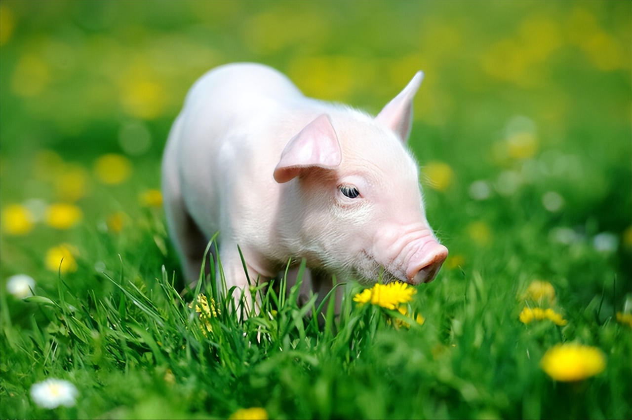 小猪眼睛会肿是什么原因,小猪眼睛肿