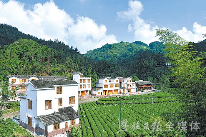 恩施硒茶品牌整合,恩施硒茶功效与作用