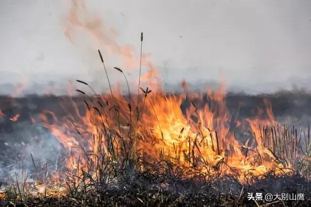 秸秆不能焚烧怎么办,秸秆焚烧问题怎么解决