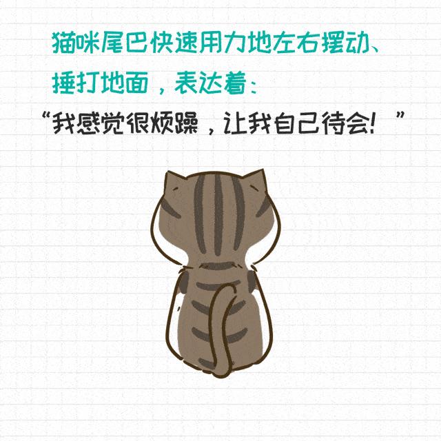 香港养猫领养,香港养猫攻略