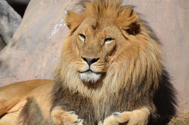 为什么都是狮子守门口老虎堂中坐,为什么狮子坐门口老虎坐中堂