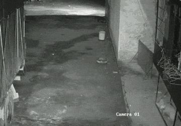 盘点狗狗睡觉被人吓到的场面,狗狗被吓得躲在门角瑟瑟发抖