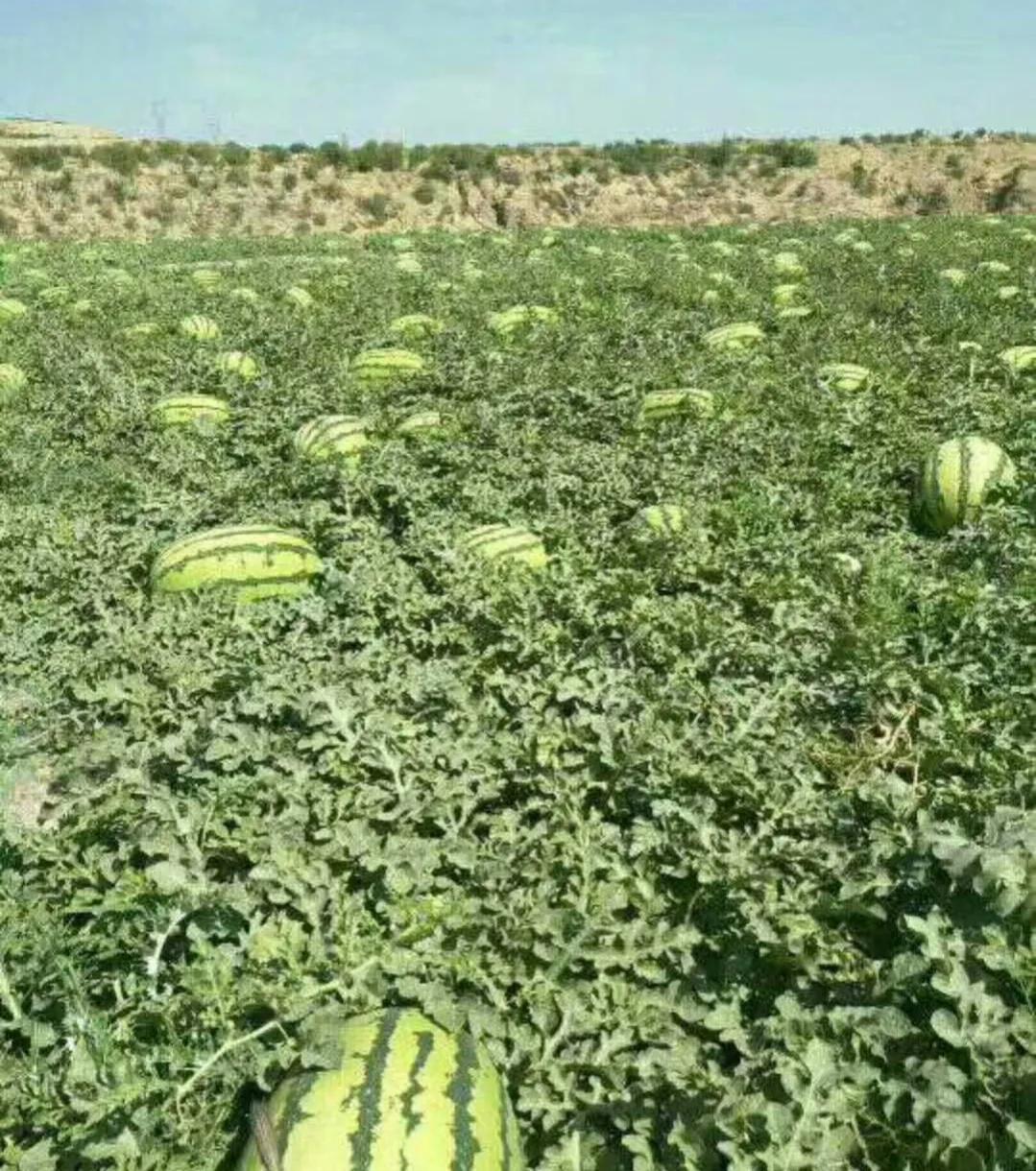 宁夏西瓜一般多少钱一斤,宁夏西瓜价格预测