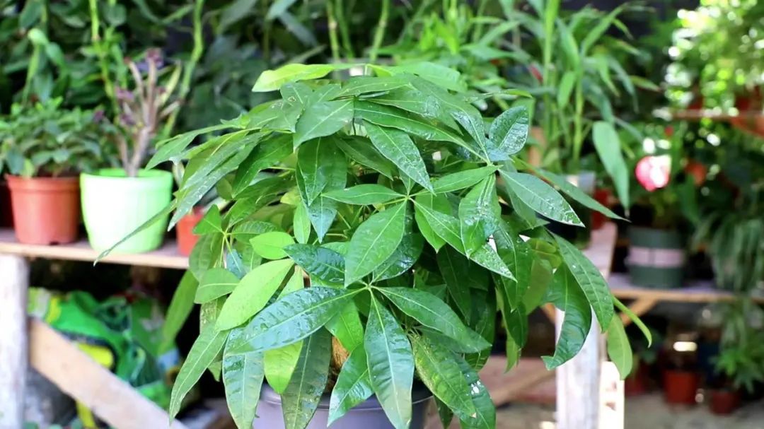 十种招财又旺宅的植物,五种招财又旺家的植物你家有吗