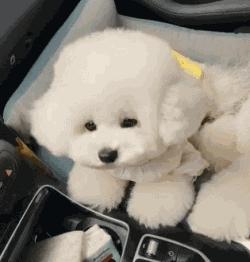 不建议养的10种狗排名,这7种狗公认无攻击性很适合家养