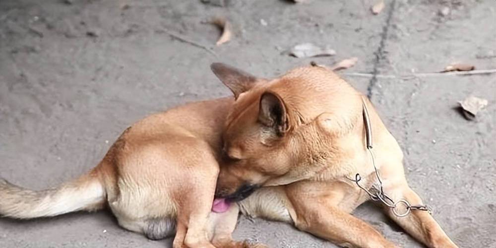 狗狗老是舔嘴唇是什么原因,狗狗老是舔排尿处什么原因