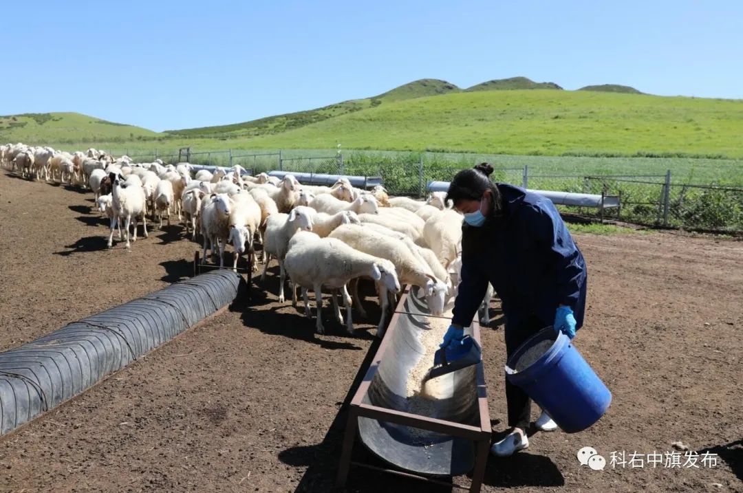 科右中旗的养羊大户王秀珍