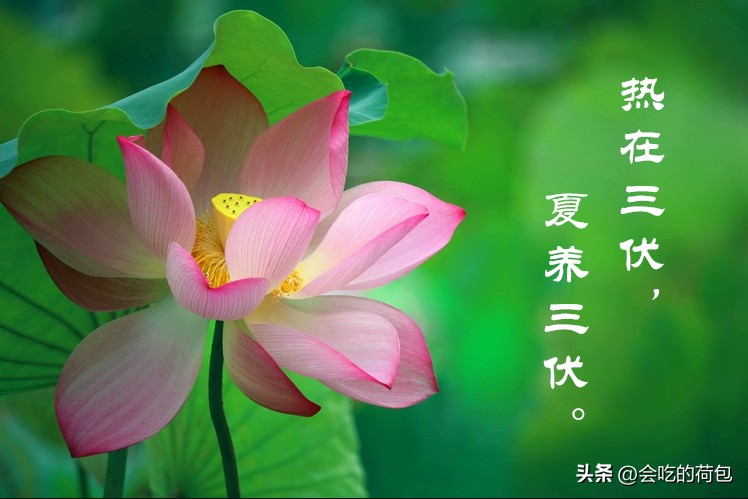 7月11日正式入伏吃什么,7月11日入伏吃点什么