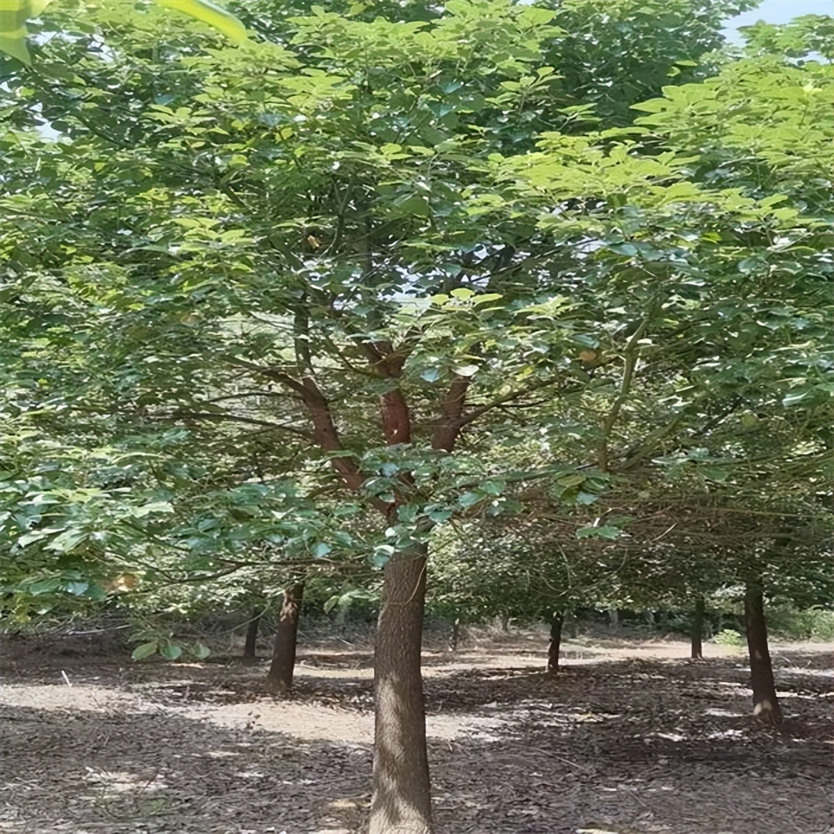 香樟种子种植方案,香樟种植技术视频教程