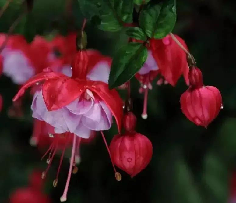 分享图片温暖大图,倒挂金钟花唯美视频