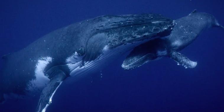 发现罕见的鲸鱼,最新发现的巨大鲸鱼