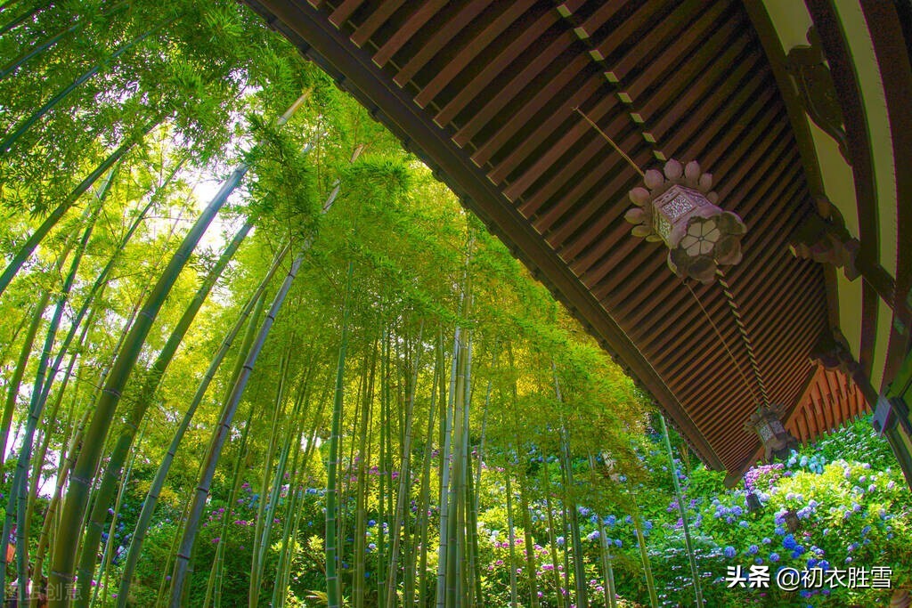 鍒濆绔瑰瓙,鍒濆缁挎剰鐩庣劧鍞編璇楀彞