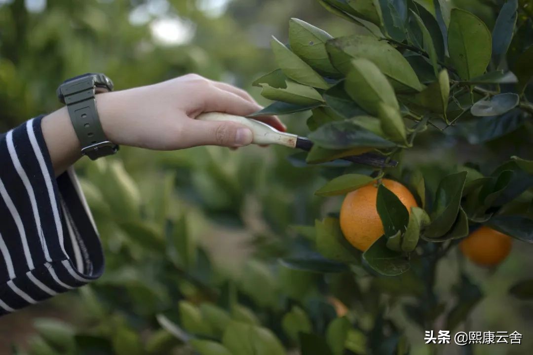 来滇南“打边炉”，悬崖之巅烤橙子