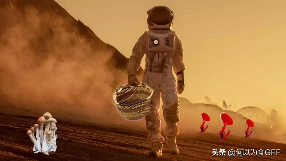 蘑菇发展史,蘑菇历史剪辑