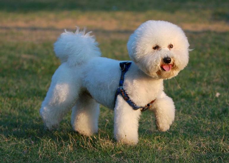 母比熊的优点,比熊应该怎么养才好看呢