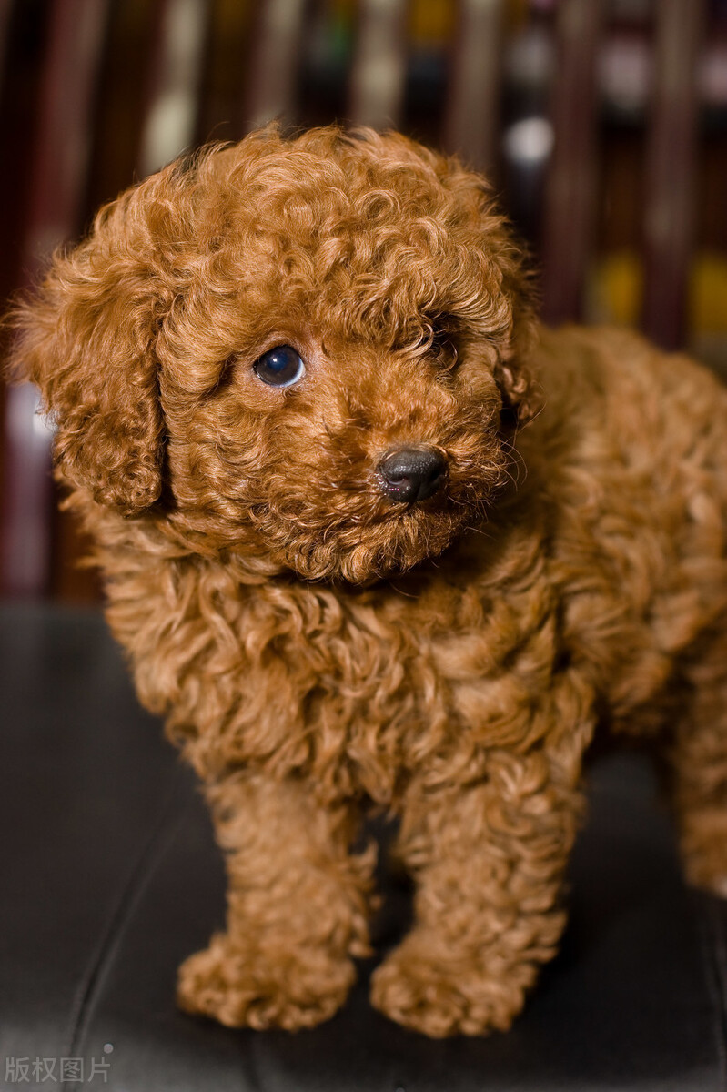 泰迪的正常训练100个技巧,泰迪应该训练什么比较好