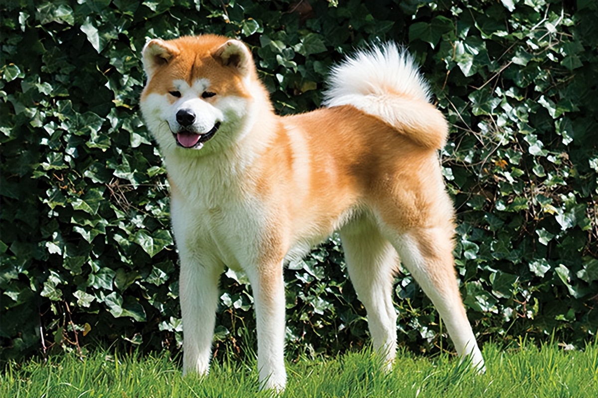 这些狗早就禁养了，你们却一无所知，个个都是“大冤种”