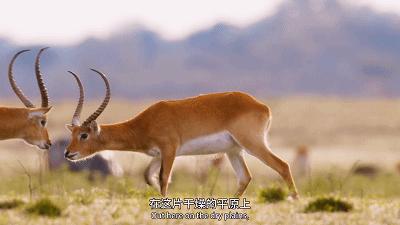 原来它们也有“性丑闻”,这片看完让我大开眼界