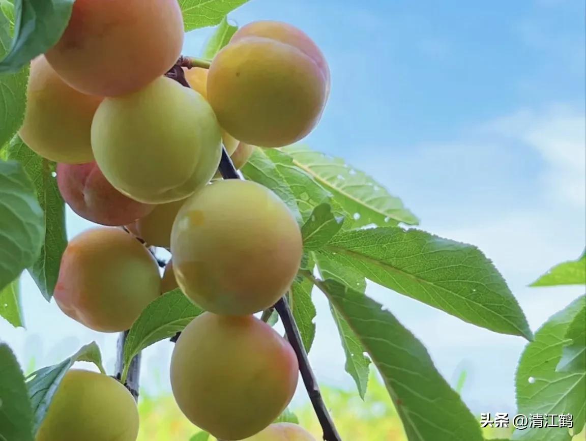 李子叶病害图片大全,李子树上白点是什么病害