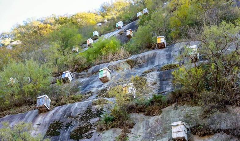 竟然占北京市蜂群的一半以上。