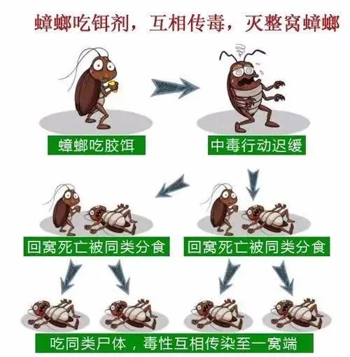 土方法灭蟑螂怎么正确消灭最彻底,灭蟑螂误区及正确的灭蟑螂方法