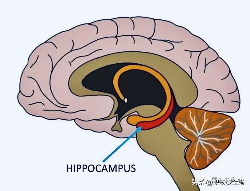记忆力最差怎么办,记忆力不好的人学习怎么学