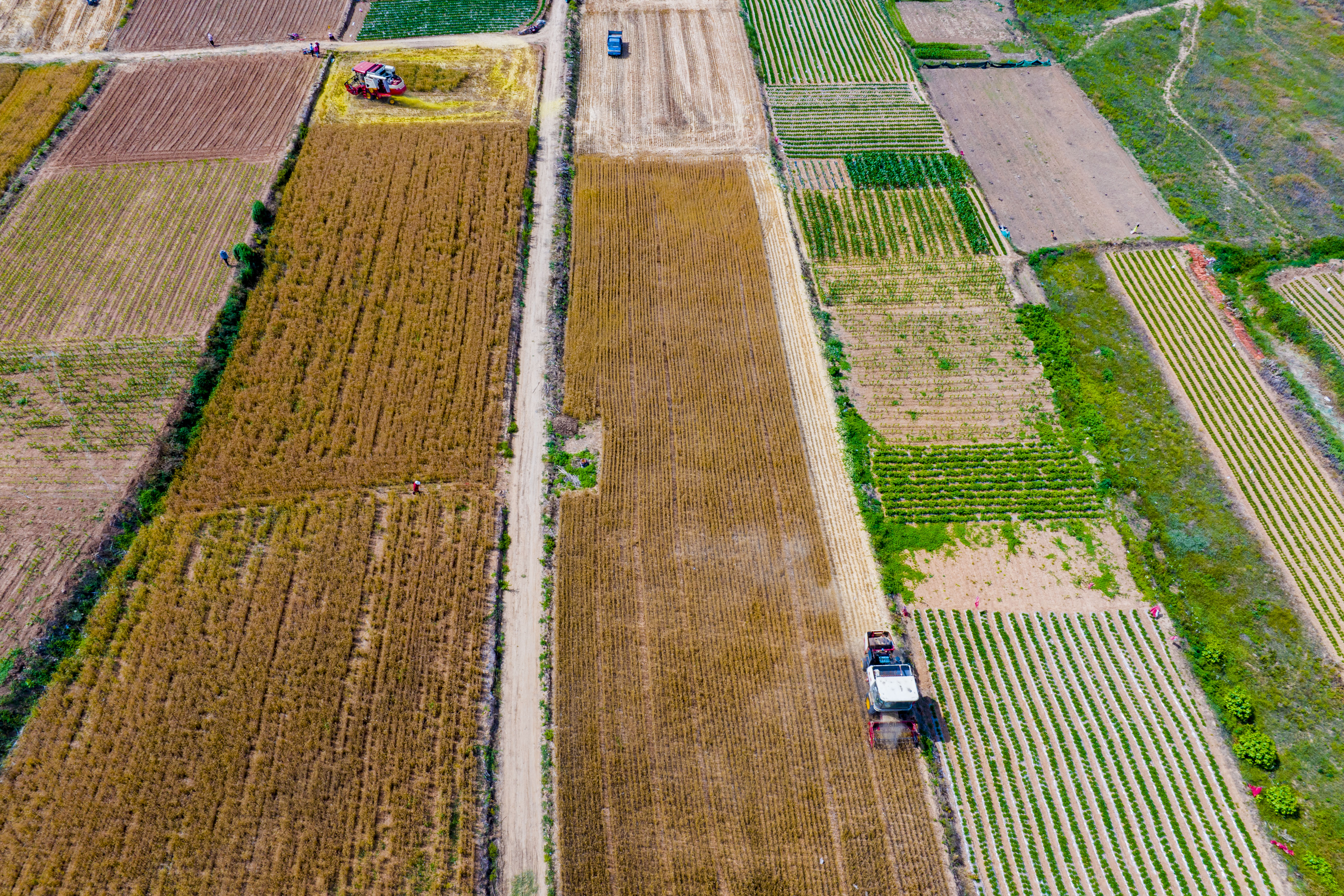 小麦丰收的画卷在错水河畔铺展，徐村麦浪滚滚，“丰”景如画
