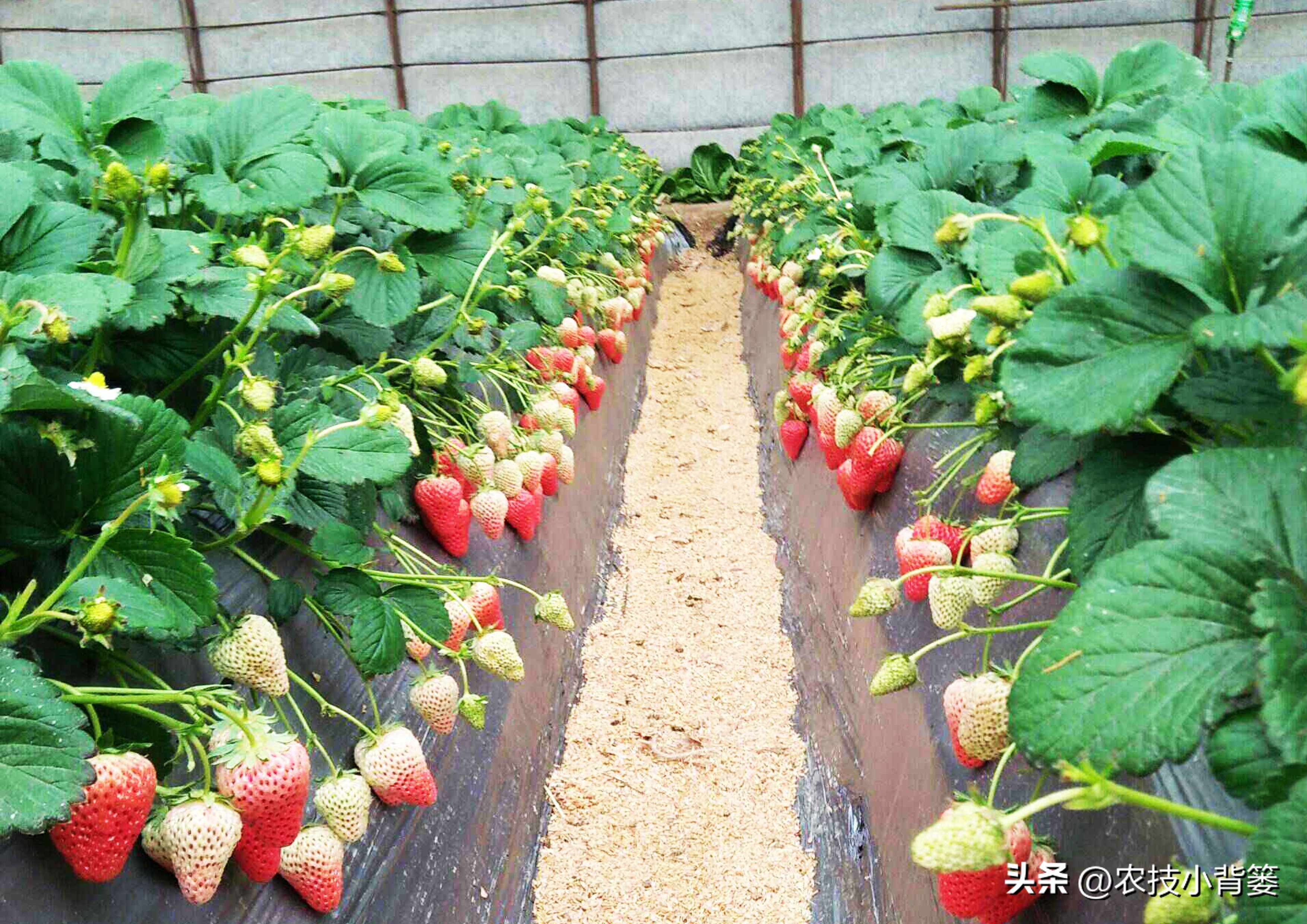 草莓促花芽分化的最快捷方法,草莓花芽分化有规律促花管理