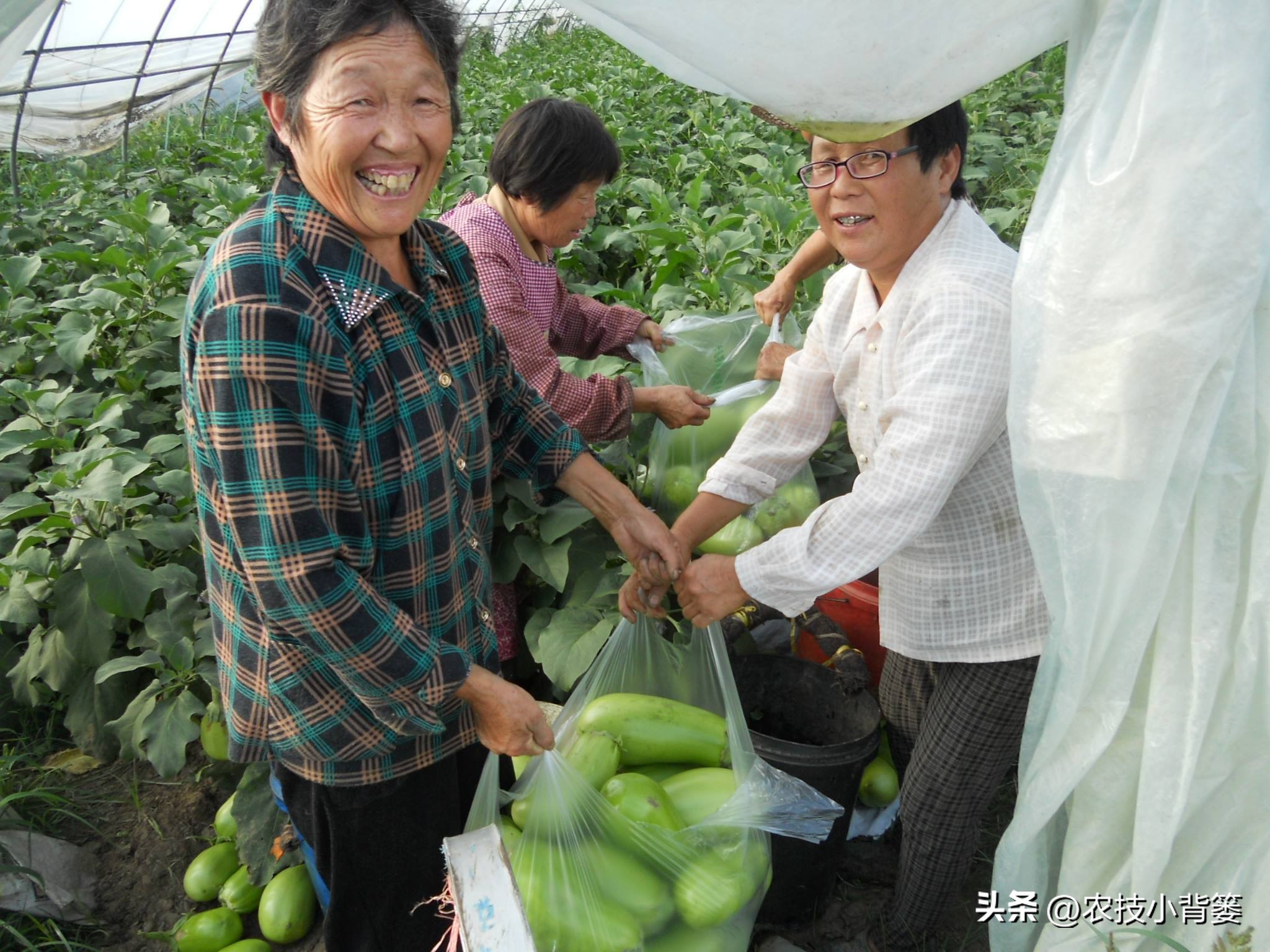 花生重茬烂根死苗怎样解决,怎样防治豆角重茬死苗及烂根