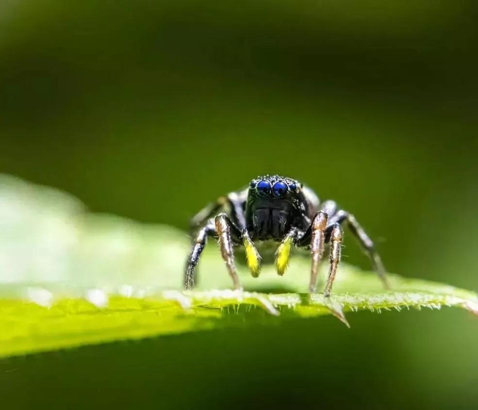 可爱动物照片合集,澳大利亚动物合集