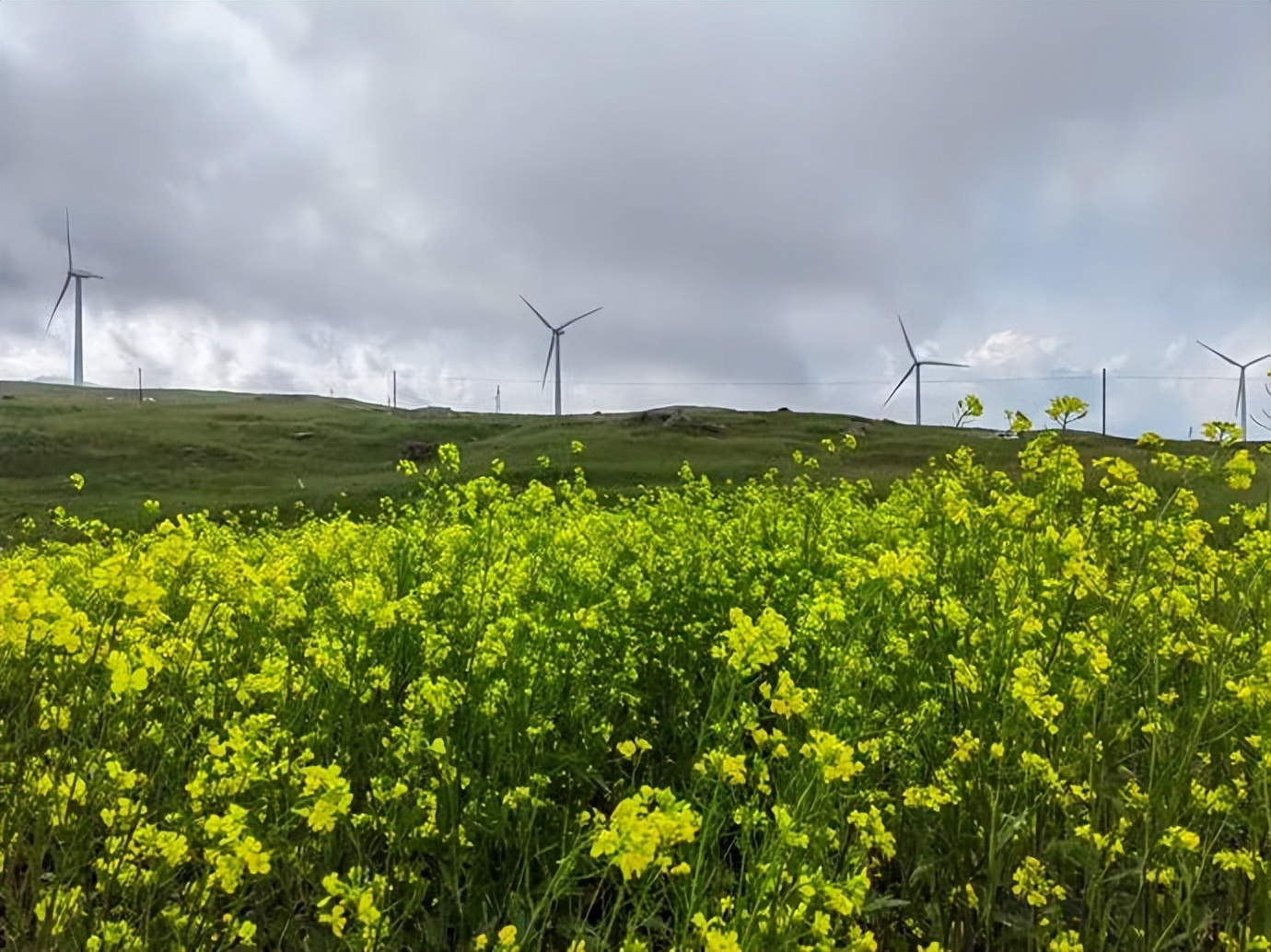 灏忓ぉ灞遍夯鐢板箔鏅尯鍦ㄥ摢,楹荤敯宀皬澶╁北鐢ㄩ绾﹀悧