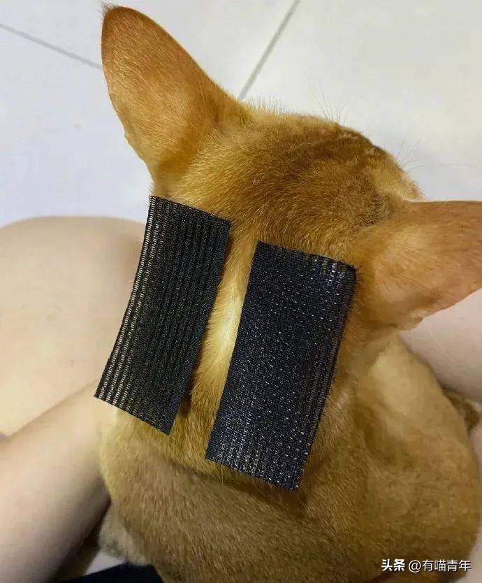 养猫省钱妙招排毛球,养猫不掉毛妙招有哪些方法