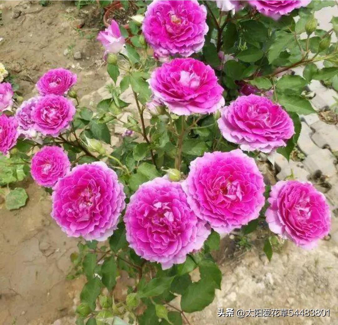 天热后，6种花太能飘香，幸亏我家养了一盆，一花香满屋