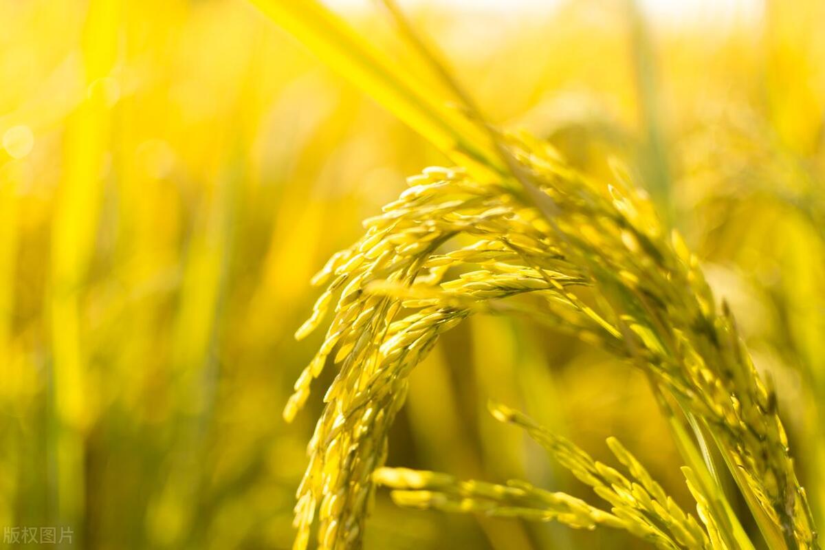 适合农村小院种植的中药材,农村土地适合种植什么经济作物呢