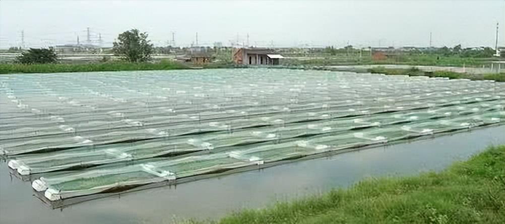 水蛭龙虾自繁自养,自繁自养水蛭