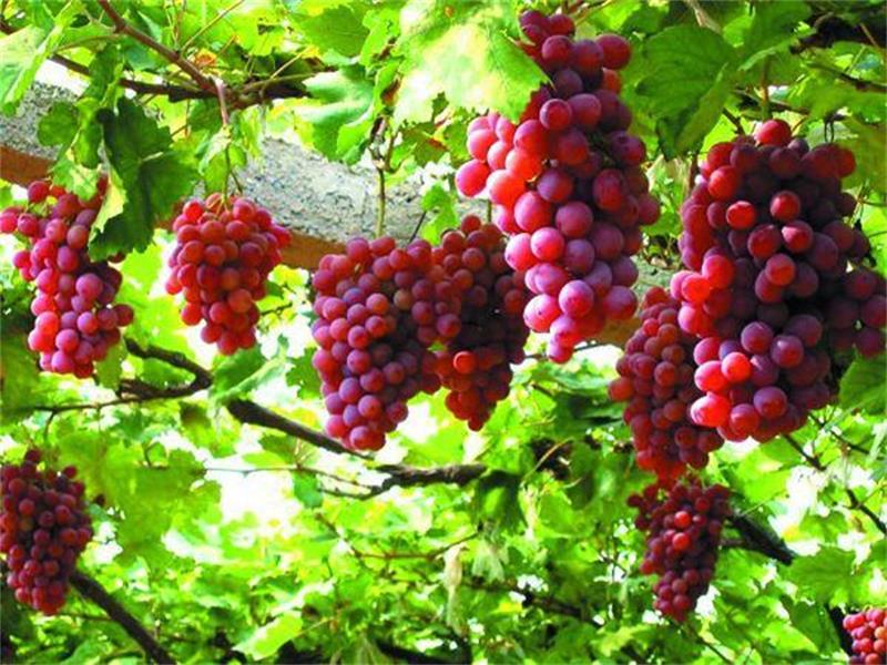红提葡萄苗僵苗,红提葡萄霜霉病几月开始预防