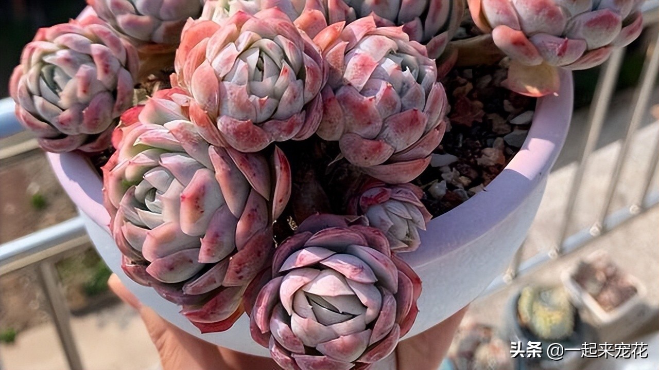 最好看的多肉冰梅,冰梅多肉好过夏吗