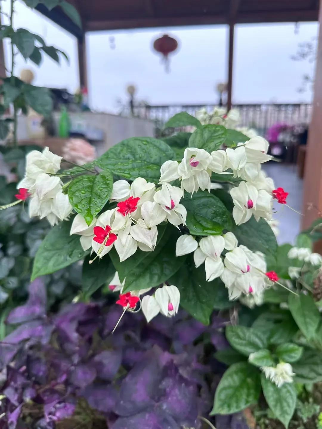 如何让公司走向正确的发展,面对公司的快速发展你要怎么做