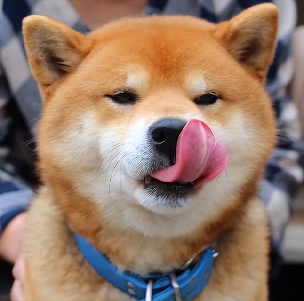 狗狗频繁舔主人怎么回事,狗狗突然到处舔频繁吞咽