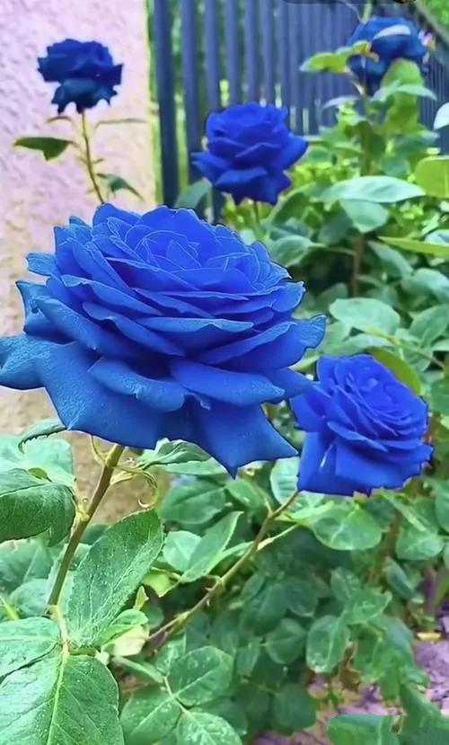 蓝色妖姬代表什么,蓝色妖姬于荣光版