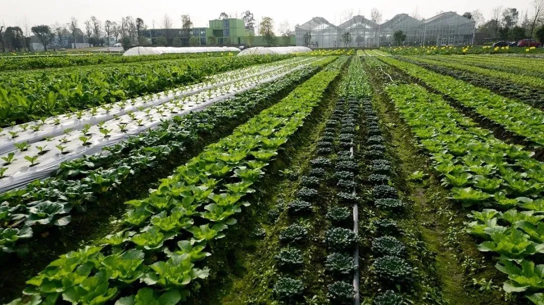 多利桃花源有机农庄,多利桃花源旅行